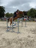 16-jarige springruin, Dieren en Toebehoren, Paarden, Springpaard, Met stamboom, Ruin, 160 tot 165 cm