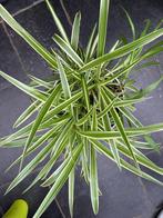 Graslelie, Jardin & Terrasse, Plantes | Jardin, Enlèvement, Plante fixe, Graminées ornementales, Plein soleil