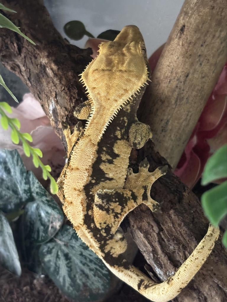 1.0 Wimpergekko Extreme harlequin man