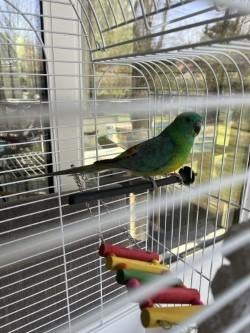 roodrugparkiet, Geslacht onbekend, Parkiet, Geringd