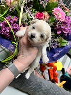 Maltipoo pups, Petit, 8 à 15 semaines, Plusieurs, Éleveur | Loisir