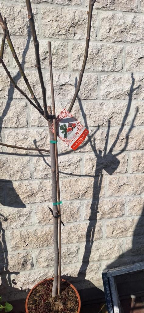 Vijgenboom +- 1,70m, Ophalen, Vijgenboom