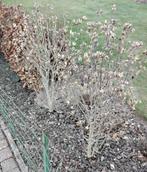 Hibiscus struik 110/130 roze, Tuin en Terras, Ophalen, Overige soorten, Struik