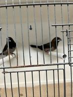 Japanse meeuw zwartbruin, Dieren en Toebehoren