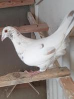 2 mooie prachtige doffers, Mâle, Pigeon voyageur