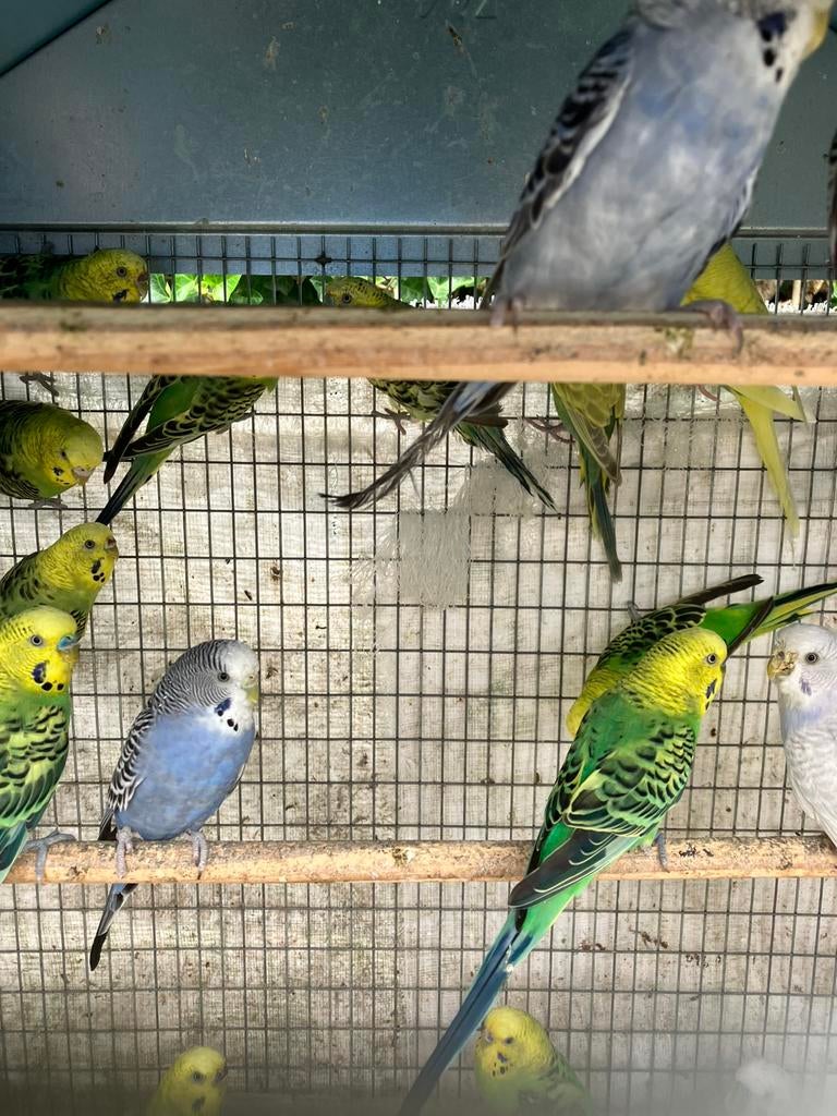 HIPPE KLEUREN GRASPARKIETJES VANAF 20 EURO/KOPPEL, Meerdere dieren, Parkiet