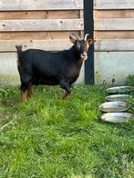 Dwerggeit Black en tan mieke, Dieren en Toebehoren, Vrouwelijk, Geit, 3 tot 5 jaar