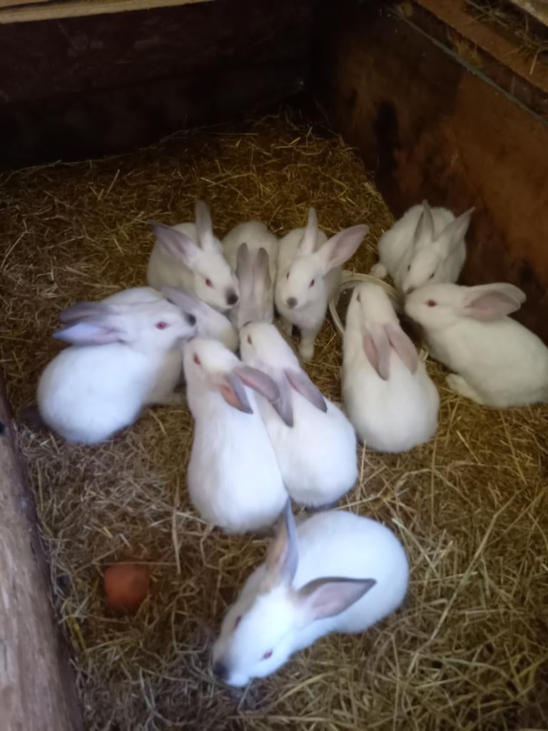 jonge vleeskonijnen, californiers