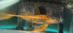 Loricaria sp red 5-6cm, Dieren en Toebehoren, Vissen | Aquariumvissen, Vis, Zoetwatervis, Schoolvis