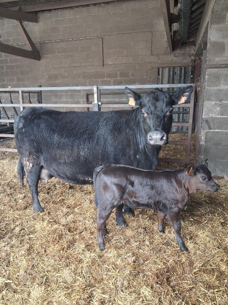 Koe met kalf, Dieren en Toebehoren, Vrouwelijk