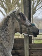 Knappe 11 jarige pre, Poney de dressage, 11 ans ou plus, Hongre, Avec pedigree