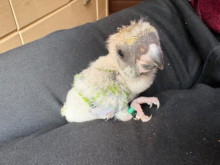 jonge Senegal papegaai (bont boerke), Animaux & Accessoires, Oiseaux | Perruches & Perroquets, Perroquet, Sexe inconnu, Domestique