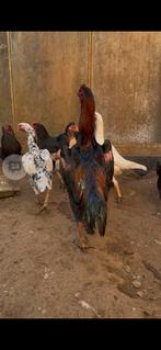 Oshamo beste bloedlijn