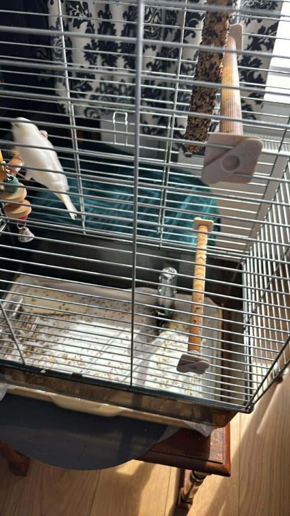 Canary man blanc, Animaux & Accessoires, Oiseaux | Canaris