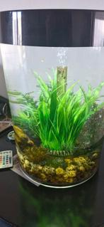 Aquarium biord 30L, Animaux & Accessoires, Poissons | Aquariums & Accessoires, Enlèvement