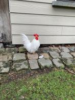 Plume de soie Seramahantje demi-25 cat c, Poule ou poulet