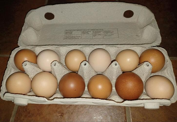 Vrije uitloop eieren van kippen te koop Regio: Sint-Laureins, Diversen, Levensmiddelen, Ophalen