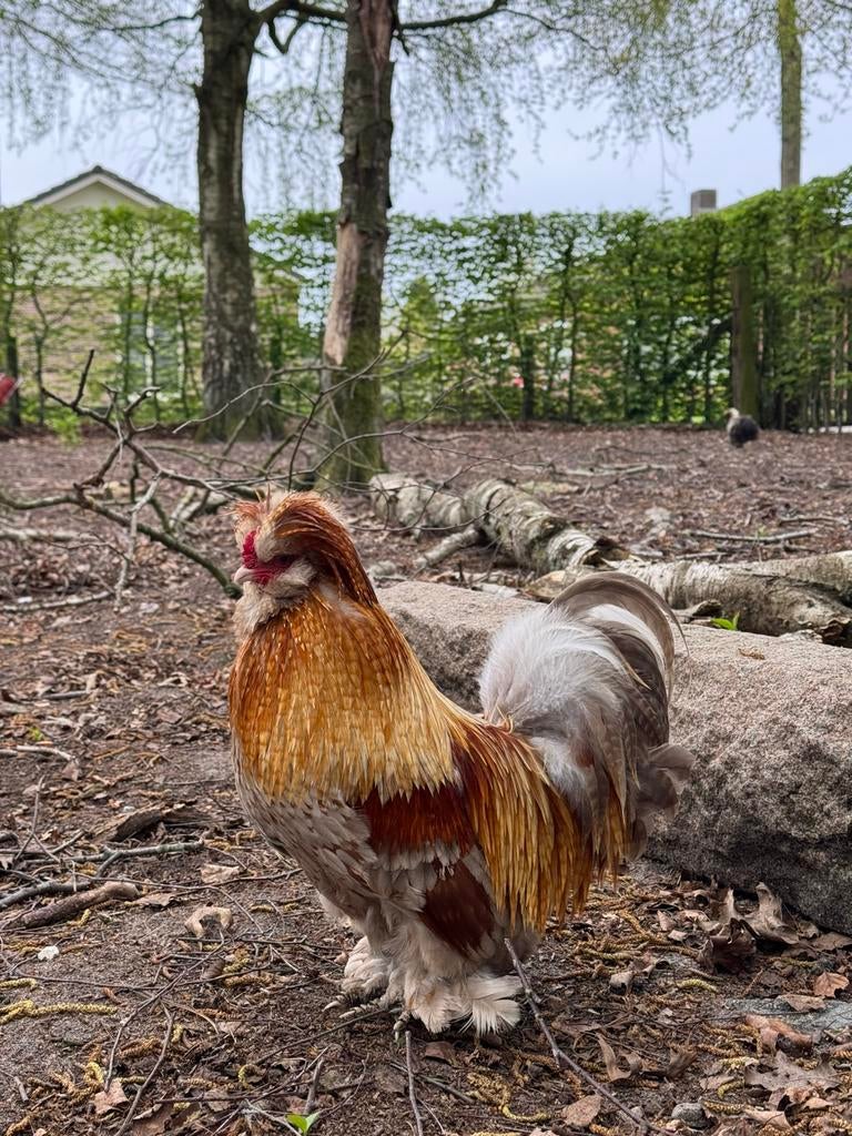 USA zijdehoen haan, Dieren en Toebehoren, Pluimvee, Mannelijk, Kip