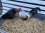 Koppel Hollandse krielen (Raszuivere dieren), Dieren en Toebehoren, Pluimvee, Kip