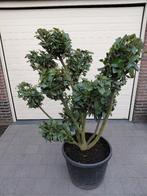 Prunus Pompon, Tuin en Terras, Planten | Bomen, Ophalen, Halfschaduw