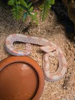 Boa constrictor imperator  (Albino kahl), Animaux & Accessoires, Reptiles & Amphibiens, Serpent, Domestique, 0 à 2 ans