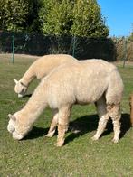 Jonge alpaca merrie, Januari, Vrouwelijk