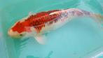 Koi vissen, Dieren en Toebehoren, Vissen | Vijvervissen, Karper of Koi