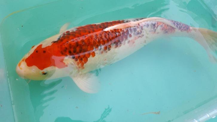 Koi vissen, Dieren en Toebehoren, Vissen | Vijvervissen, Karper of Koi