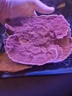 koraal, koralen montipora platen verschillende kleuren, Dieren en Toebehoren, Januari, Meerdere dieren
