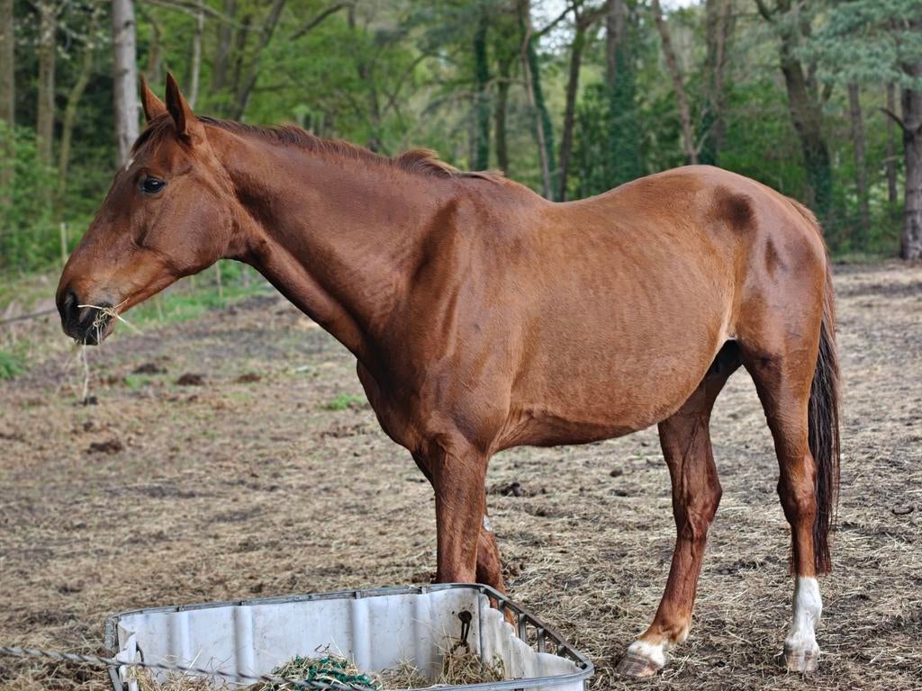 Grote fokmerrie dressuur 12 jaar, Cheval de dressage, 11 ans ou plus, Débourré, Avec pedigree
