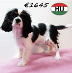 Cavalier King Charles tricolor, teefjes te koop, 15 weken tot 1 jaar, Buitenland, Teef, Parvo