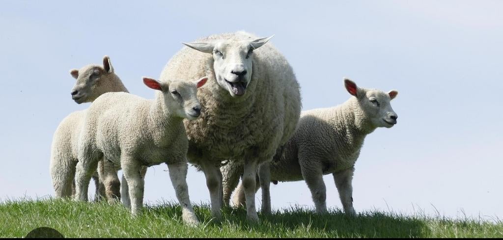 gespeende lammeren, Dieren en Toebehoren, Schapen, Geiten en Varkens