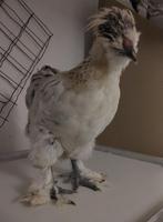 zijdehoen haantje, Mâle, Poule ou poulet