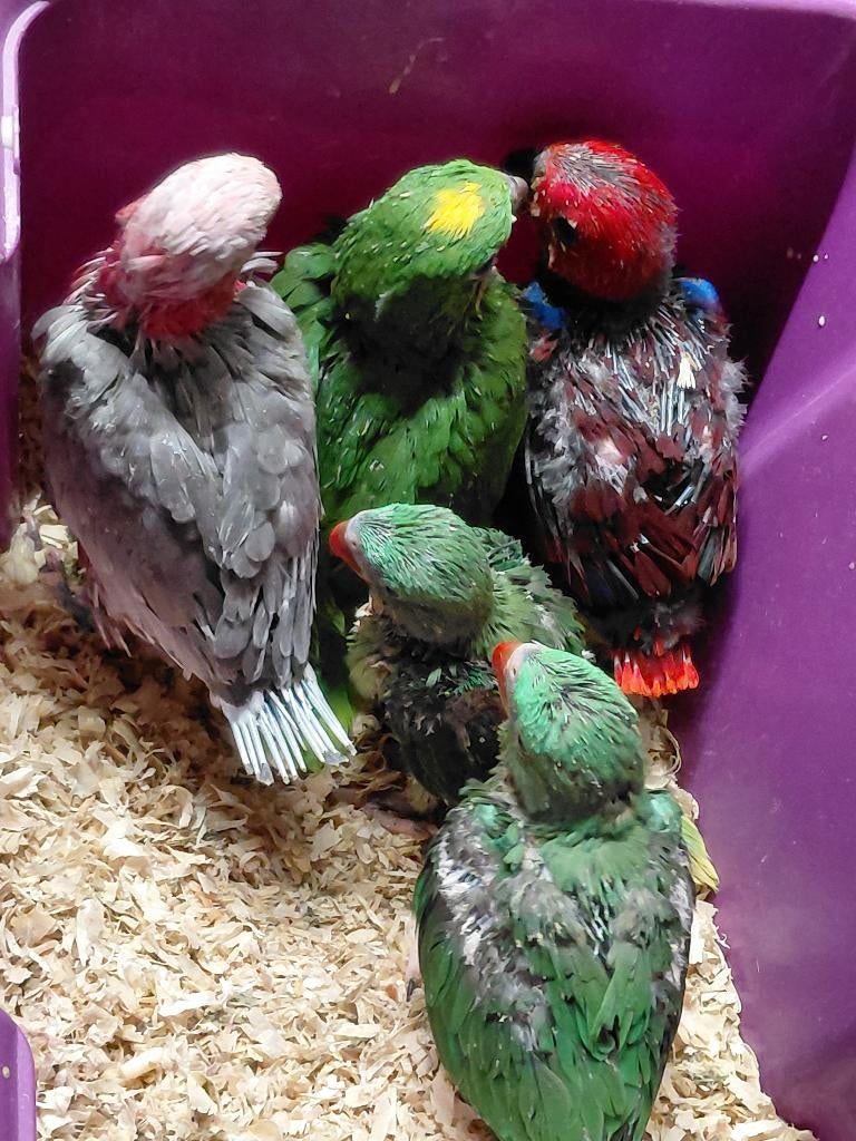 Baby Grote Alexander-parkieten., Dieren en Toebehoren, Vogels | Parkieten en Papegaaien, Geslacht onbekend, Papegaai, Geringd