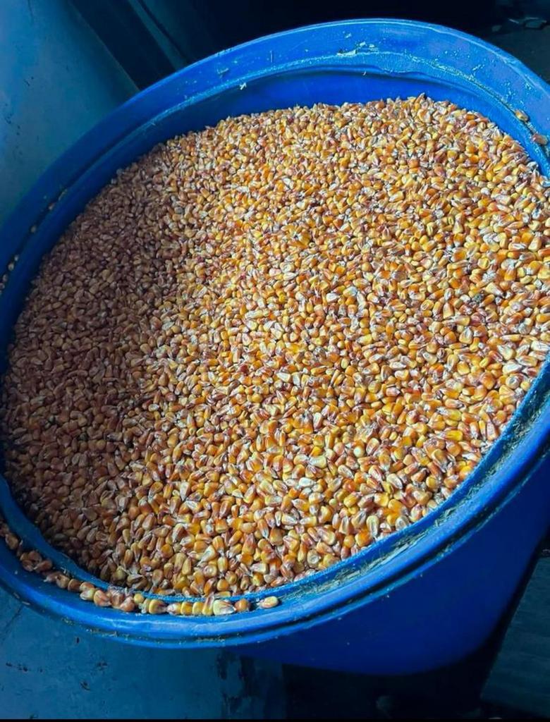 maïs – zelf geteeld – nu beschikbaar, Ophalen