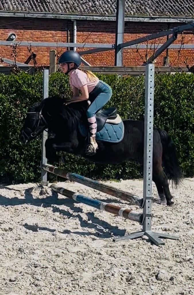 Knappe en lieve shetlander kinderpony, Animaux & Accessoires, Poneys, Vermifugé, Débourré, Poney de récréation, Poney A (jusqu'à 1.17 m)