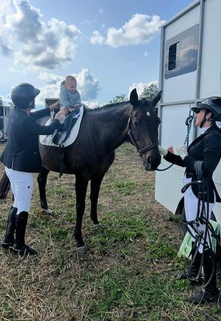 Permis de conduire Horse Van B, Enlèvement, Utilisé, Aluminium, Remorque 2 chevaux