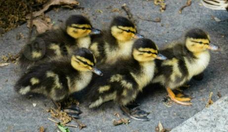 Eenden kuikens, Geslacht onbekend, Geringd