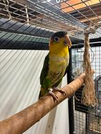 Groendij caique, Plusieurs animaux, Perroquet, Domestique