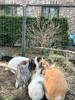 Schattige tamme leeuwenkopjes konijnen, Dieren en Toebehoren, Pluimvee