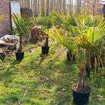 Palmier Trachycarpus Fortunei, Enlèvement, Hiver