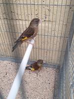 Chinese groenvink groenling koppel, Meerdere dieren, Tropenvogel, Geringd