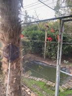 Rode ibis, Dieren en Toebehoren, Vogels | Overige Vogels