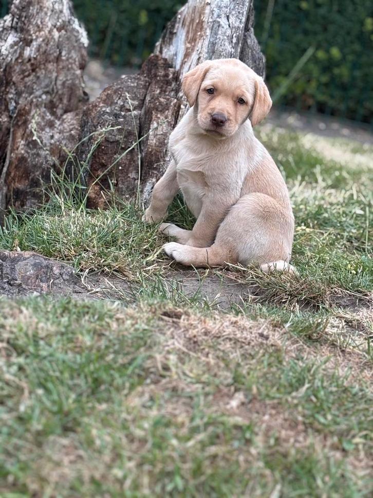Labrador pups, Dieren en Toebehoren, Honden | Retrievers, Spaniëls en Waterhonden, Meerdere dieren, Labrador retriever, Fokker | Professioneel