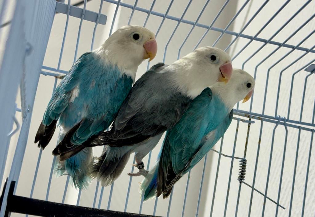 Plusieurs Agapornis à vendre