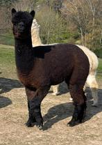 Prachtige donkerbruin-zwarte alpaca stamboek fokmerrie, September, Vrouwelijk