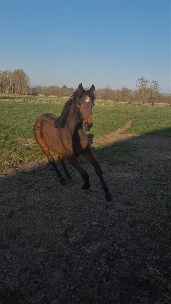 Merrie jaarling Don't touch Tiji x Toulon, Dieren en Toebehoren, Paarden, Merrie