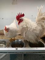 Serama haantje krul cat c half 2025, Dieren en Toebehoren, Pluimvee, Kip