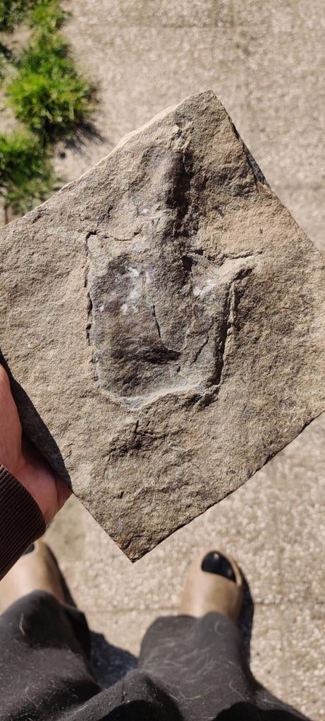 Zeldzame anchisaurus voetafdruk, Ophalen, Fossiel