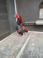 klein ko shamo haantje, Dieren en Toebehoren, Pluimvee